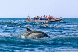 Speed boat with dolphins 