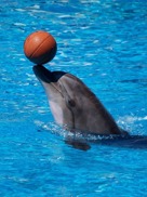 Dolphin show 