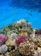 Fanadir Dive Site Hurghada | Macro Photography & Rare Marine Life